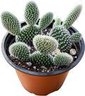 Live Succulents 'Bunny Ear Cactus' (4-inch), Succulent Plants Fully Rooted in Pots with Soil, Easy-Care House Plant for DIY, Home Office Decor, Wedding Party Favor
