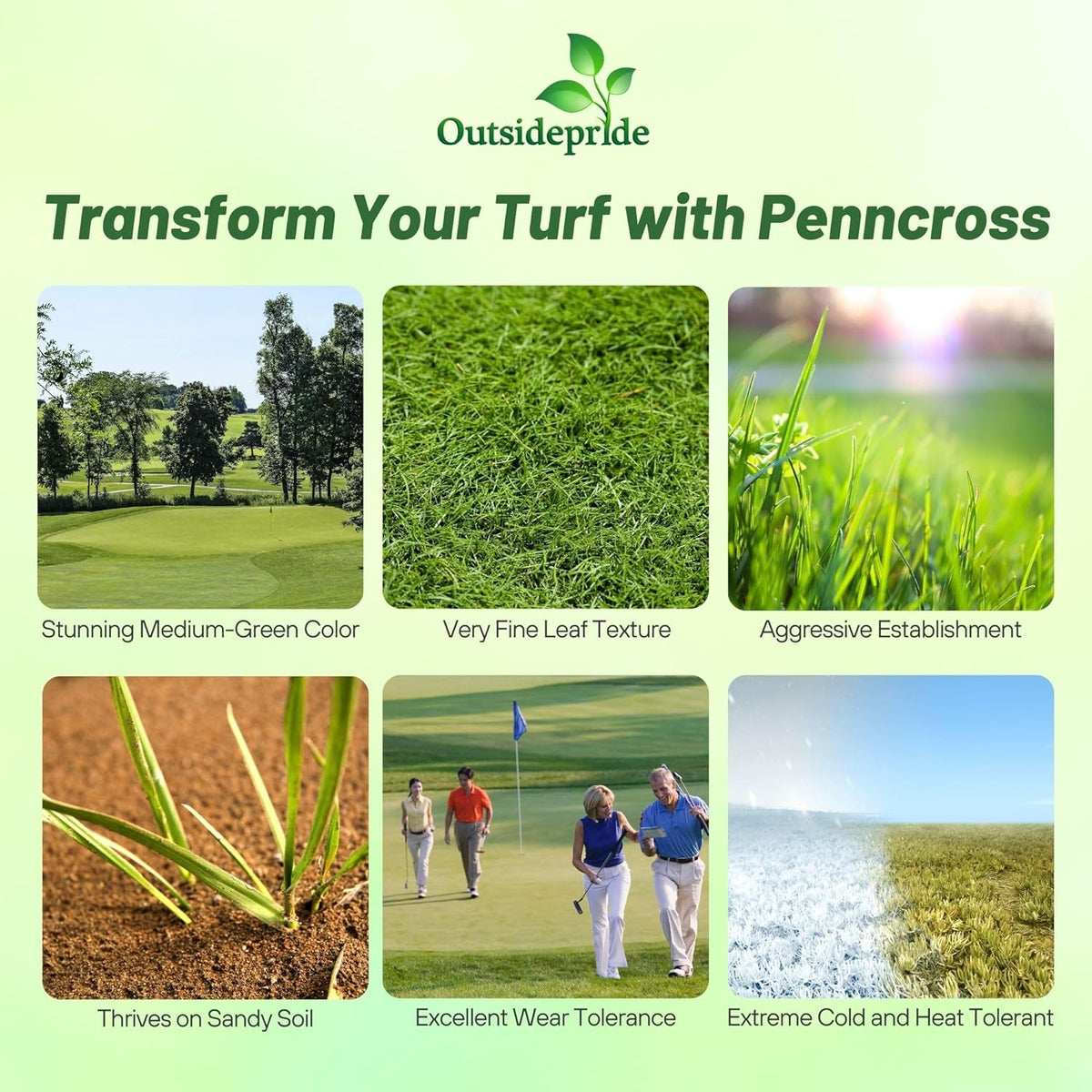 Outsidepride PC2.0 (Penncross) Creeping Bent Grass Seed – 25 lbs. Premium Golf Course Grade, Dense, Wear-Resistant Turf Grass Seeds for Tees, Putting Greens & Fairways, Ideal for High Traffic Areas