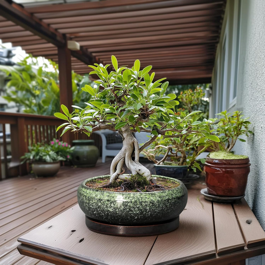 Bonsai Pots - 13 Inch Ceramic Succulent Planters Indoor, Round Shallow Planter with Drainage Hole and Saucer, Large Succulent Pot, Bowl Planter Outdoor, House Decor, Housewarming Gift, Green