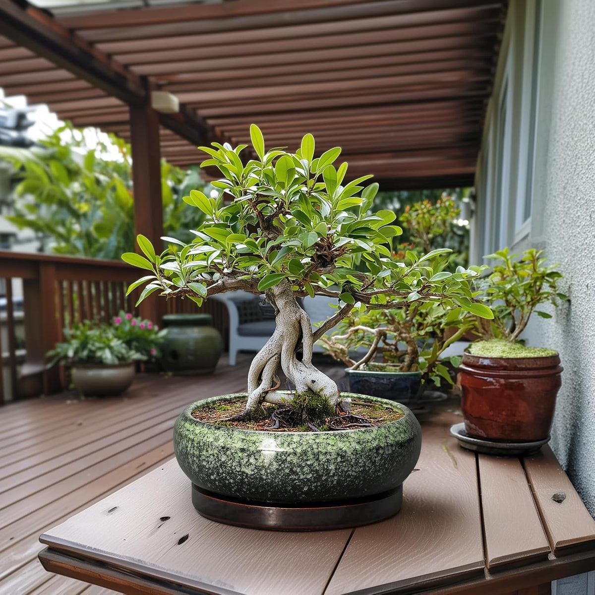 Bonsai Pots - 13 Inch Ceramic Succulent Planters Indoor, Round Shallow Planter with Drainage Hole and Saucer, Large Succulent Pot, Bowl Planter Outdoor, House Decor, Housewarming Gift, Green