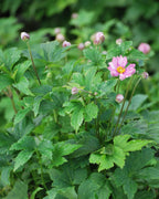 Perennial Farm Anemone x Hybrida Fantasy™ 'Pocahontas' – Live Windflower in #1 Container, Semi-Double Pink Blooms, Compact, Long Blooming, Deer Resistant, Ideal for Borders & Pollinator Gardens