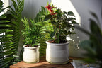 Phoenix Vine 6 Inch 4 Inch Self Watering Planter Pots, Design White Terracotta Pots for Plants, Indoor Cylinder Terra Cotta Pots with Glass Vase Set, 51-B-G-46