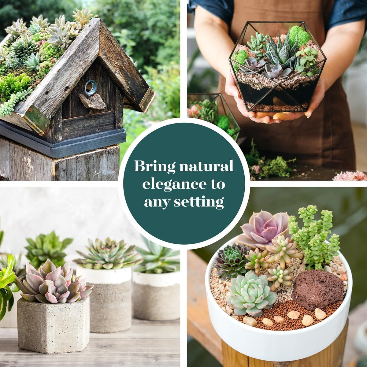 Shop Succulents Assorted Succulent Plant Pack Collection - Live Mini Succulent Plants, Low Maintenance, Mixture of Colors & Textures - Wedding and Party Favors, Gift & Garden, Pack of 6