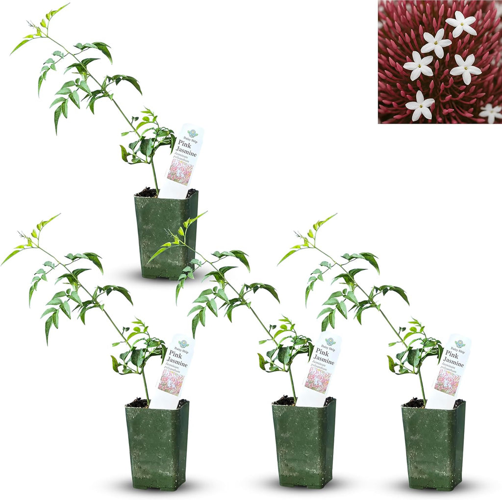 Pink Jasmine Vine - Jasminum Polyanthum - Fragrant & Blooming, Perfect for Indoor/Outdoor Decor (4 Pink jas Cups)