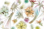 Coral Colorful Tillandsia Air Plants - Long Lasting Color Enhanced Live Tillandsia Succulent House Plants - Home and Garden Decor - Easy Care Indoor/Outdoor Plants (Mini Xerographica, Single)