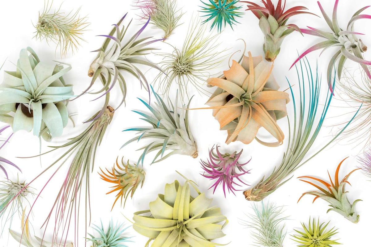 Coral Colorful Tillandsia Air Plants - Long Lasting Color Enhanced Live Tillandsia Succulent House Plants - Home and Garden Decor - Easy Care Indoor/Outdoor Plants (Mini Xerographica, Single)