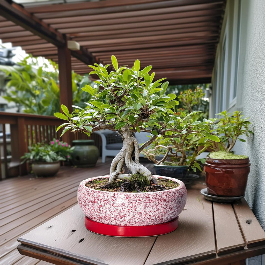 Bonsai Tree Pots 13 Inch - Ceramic Bonsai Pots with Drainage Hole and Tray, Large Succulent Planters Indoor, Round Bowl Planter Outdoor, Shallow Planter, Garden Decor, Plant Lover Gifts, Red