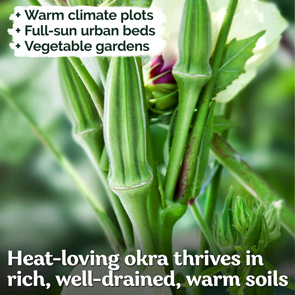 KVITER 125 Clemson Spineless 80 Okra Seeds for Planting (Abelmoschus esculentus) – Heirloom & Organic Okra, Spineless Pods, Heavy Yields – Vegetable Seeds to Plant in Outdoor Garden
