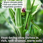 KVITER 125 Clemson Spineless 80 Okra Seeds for Planting (Abelmoschus esculentus) – Heirloom & Organic Okra, Spineless Pods, Heavy Yields – Vegetable Seeds to Plant in Outdoor Garden