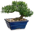 Artificial Bonsai Tree Faux Plants Indoor Fake Plants Decor with Blue Square Ceramic Pots for Home Table Office Desk Bathroom Shelf Bedroom Living Room Farmhouse Decorations