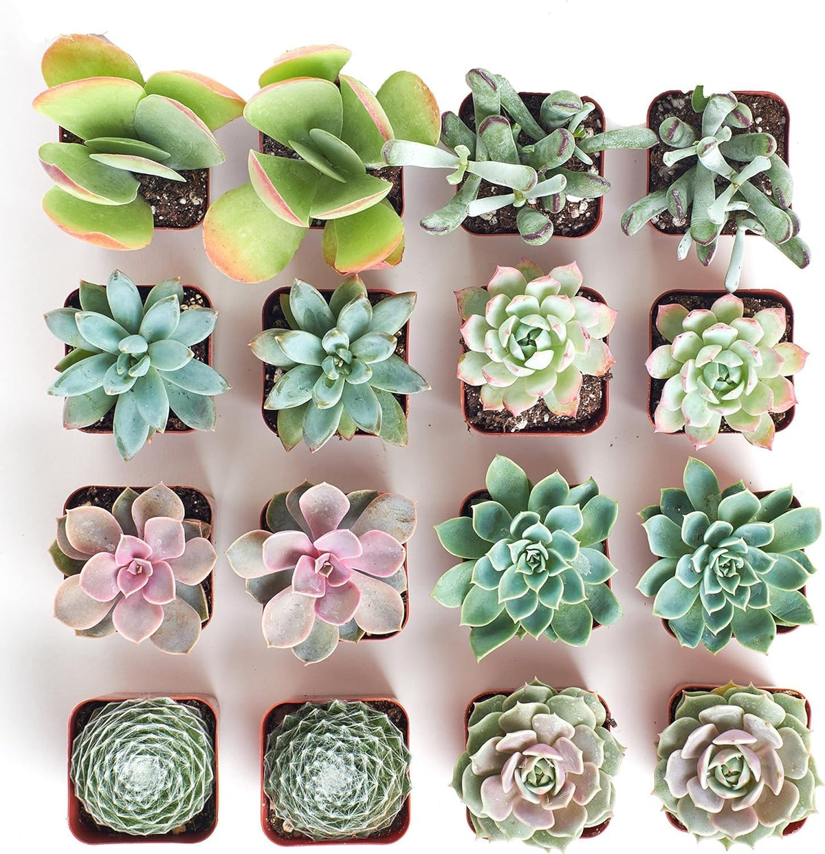 Shop Succulents Pastel Succulent Plant Pack Bulk Collection - Live Mini Succulent Plants, Low Maintenance, Bright & Serene Colors & Textures - Wedding and Party Favors, Gift & Garden, Pack of 16