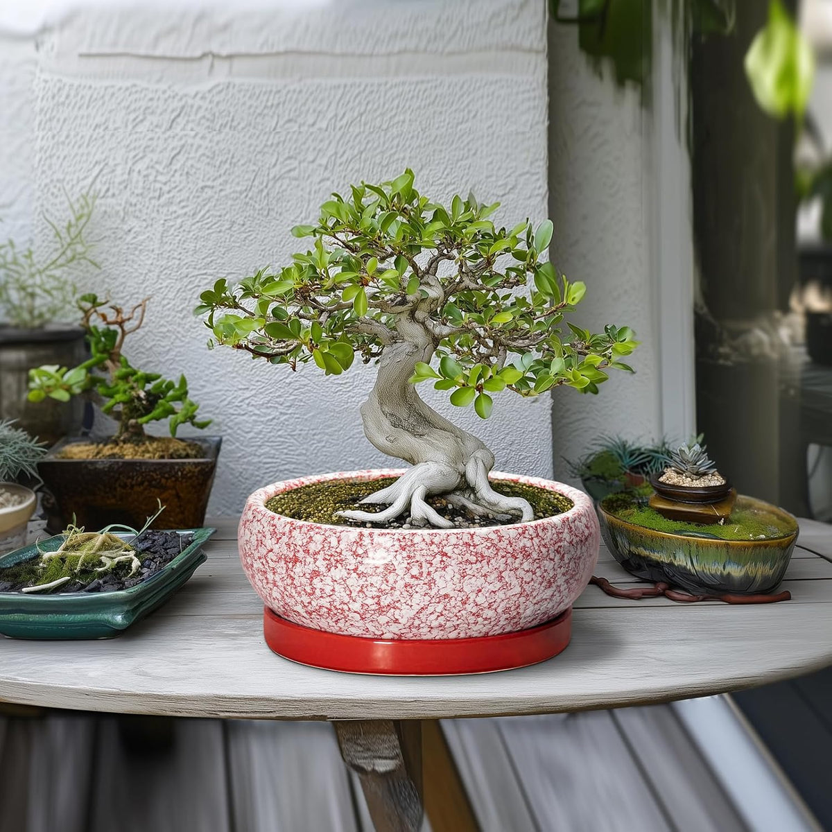 Bonsai Pots 10 Inch - Ceramic Succulent Planters for Indoor Plants Outdoor, Succulent Pots with Drainage Hole and Tray, Round Shallow Planter, Bonsai Planter, Home Decor, Gardening Gift, Red