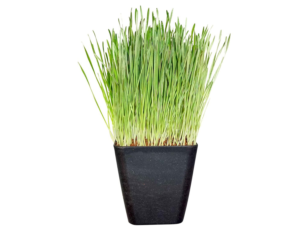 Non-GMO, Thunder Acres Premium Wheat Seed, Cat Grass Seed, Wheatgrass, Hard Red Winter Wheat (1 lbs.)
