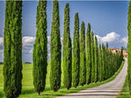 Italian Cypress Tree | 10 Live 4 Inch Pots | Cupressus Sempervirens | Formal Elegant Mediterranean Style Plants