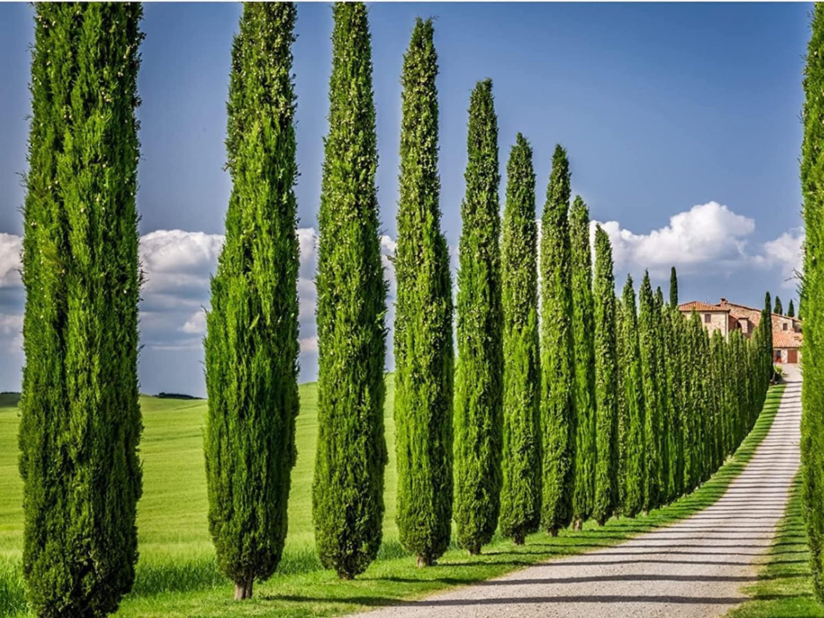 Italian Cypress Tree | 10 Live 4 Inch Pots | Cupressus Sempervirens | Formal Elegant Mediterranean Style Plants