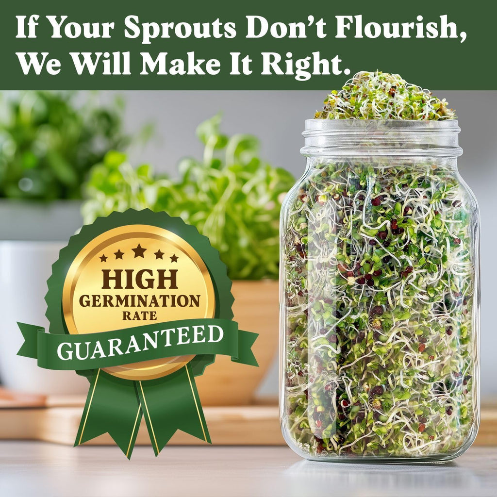 Seedboy Organic Non-GMO Broccoli Seeds for Sprouting - USA Grown Microgreens Sprouting Seeds - 8 oz Bag Makes 8 Quarts / 24 Servings (Di Cicco Broccoli)