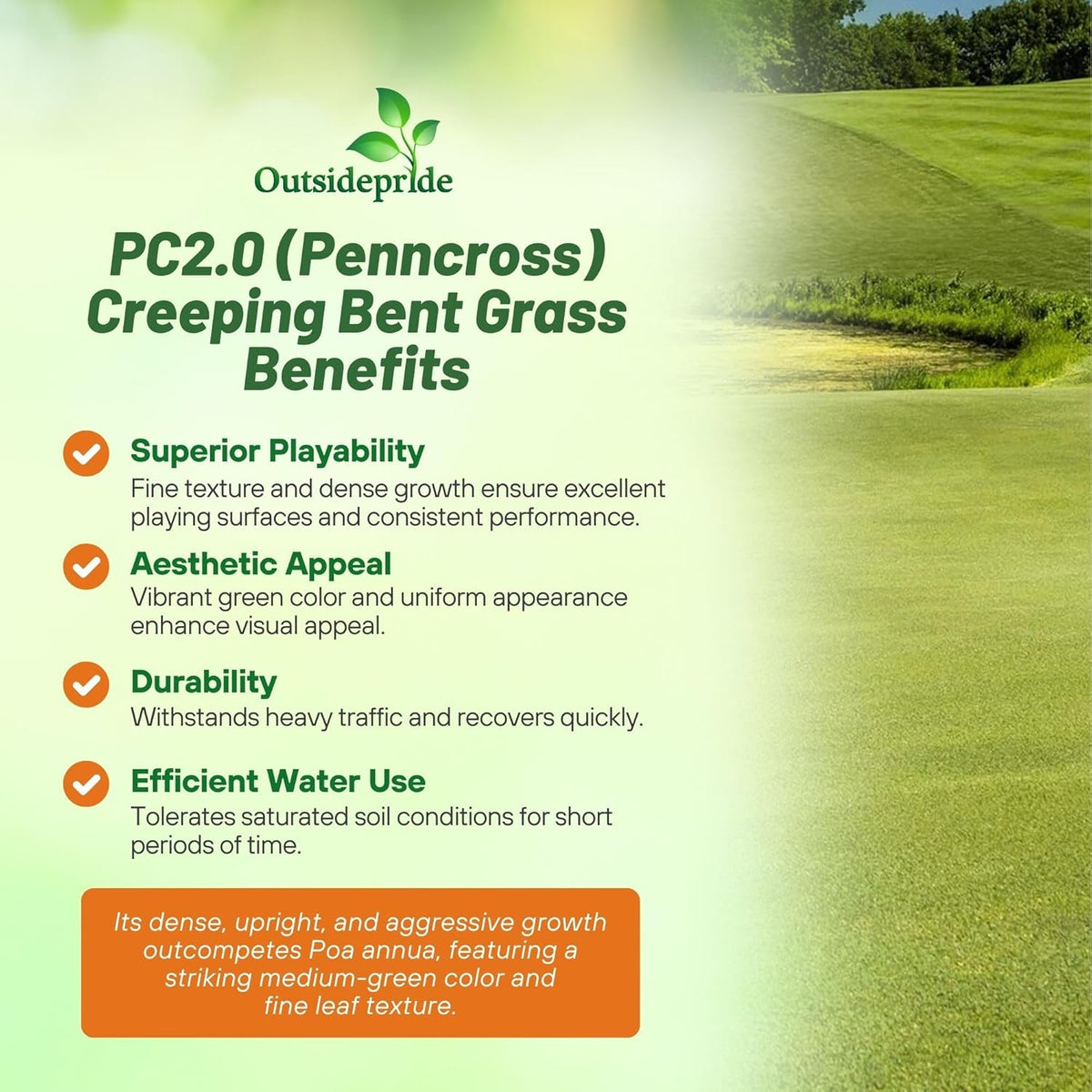 Outsidepride PC2.0 (Penncross) Creeping Bent Grass Seed – 25 lbs. Premium Golf Course Grade, Dense, Wear-Resistant Turf Grass Seeds for Tees, Putting Greens & Fairways, Ideal for High Traffic Areas