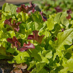 Burpee 'Gourmet Blend' Lettuce Seeds - 680mg Non-GMO Seed Packet for Home Gardening - Fast Growing Mixed Lettuce, Colorful Loose Leaf Variety, Heat Tolerant (Gourmet Blend Lettuce Seeds)