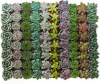 Shop Succulents Rosette Succulent Plant Pack Collection - Live Mini Succulent Plants, Low Maintenance, Floral Shaped Mix of Colors & Textures - Wedding and Party Favors, Gift & Garden, Pack of 256