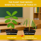Zombie Plant Seed Packets – Grow a Live Sensitive Plant That Plays Dead When Touched! Indoor Plant Seeds & Educational STEM Activity | House Plant Seeds | Unique Garden Seeds – 2 Pack