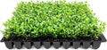 Wintergreen Boxwood | 3 Live Plants | Buxus Microphylla | Evergreen Shrub, Dense Foliage, Formal Garden, Low Maintenance, Privacy Hedge, Year-Round Interest, Landscaping Shrub