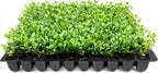Wintergreen Boxwood | 3 Live Plants | Buxus Microphylla | Evergreen Shrub, Dense Foliage, Formal Garden, Low Maintenance, Privacy Hedge, Year-Round Interest, Landscaping Shrub