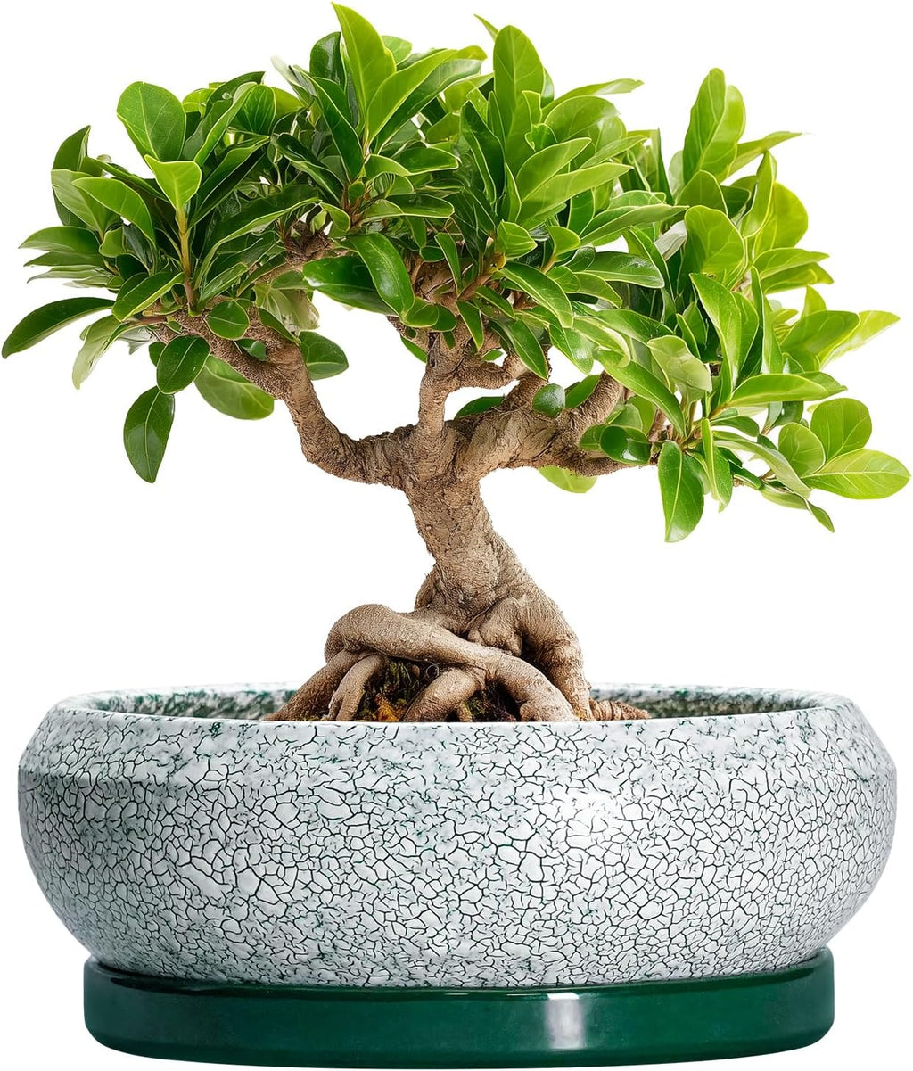 Bonsai Tree Pots - 8 Inch Ceramic Succulent Pot with Drainage Hole and Tray, Bonsai Pots, Shallow Planters for Indoor Outdoor, Round Planter Bowl, House Decor, Gifts for Plant Lovers, Green