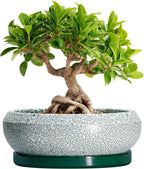 Bonsai Tree Pots - 8 Inch Ceramic Succulent Pot with Drainage Hole and Tray, Bonsai Pots, Shallow Planters for Indoor Outdoor, Round Planter Bowl, House Decor, Gifts for Plant Lovers, Green