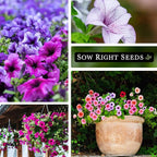 Sow Right Seeds - Dwarf Mixed Petunia Seeds to Plant - Full instructions for Planting and Growing a Flower Garden - Non-GMO Heirloom Seeds - Annual Hanging Basket Flower - Wonderful Gardening Gift (3)