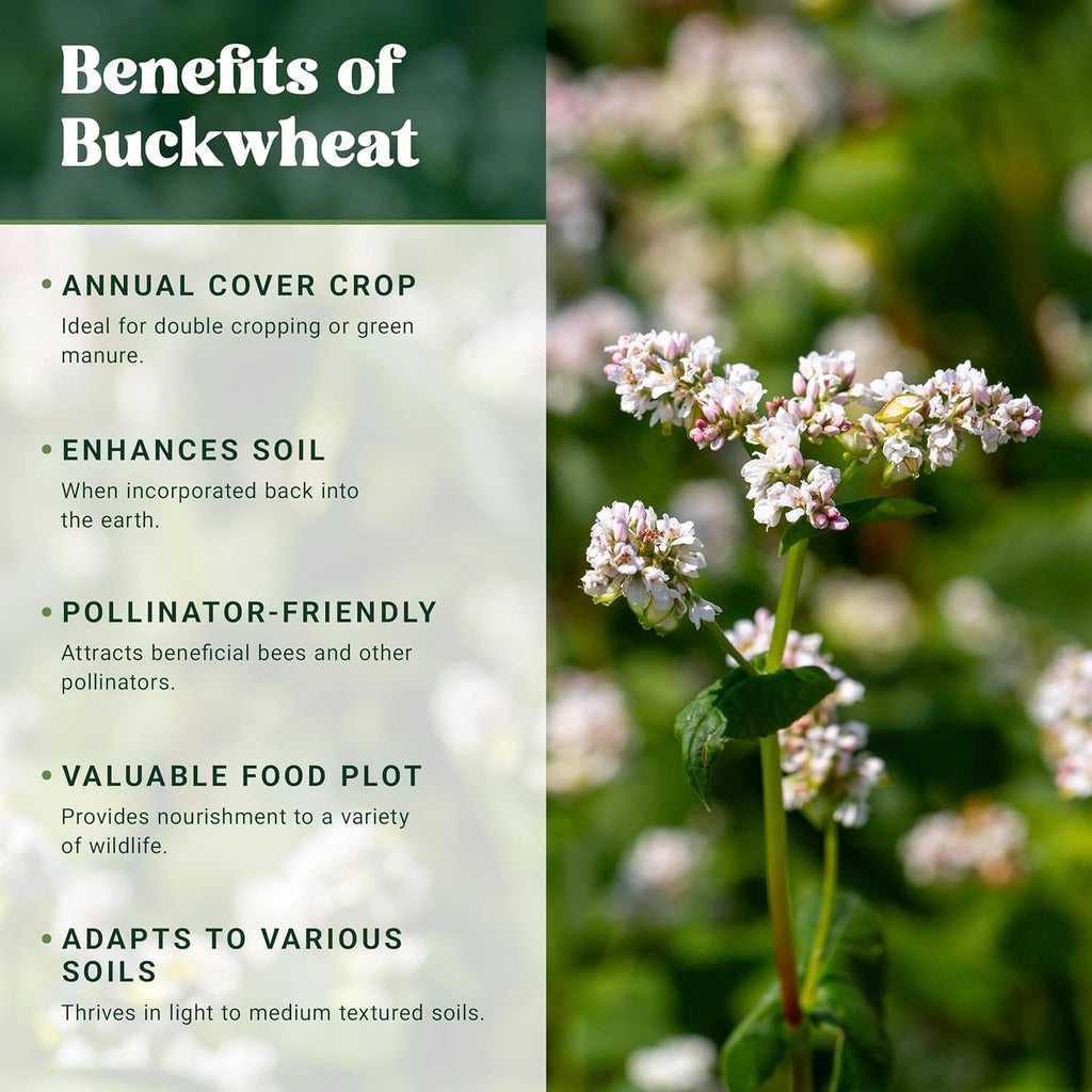 Nature’s Seed Common Buckwheat Seeds for Planting, Wildlife Food Plot, Cover Crop, Green Manure, Pasture, 5 Lbs