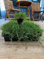 | Bermuda Grass Plugs - 200 Large Plugs, Fast Growing, Low Maintenance Green