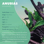 SubstrateSource Anubias Live Aquarium Plants - Potted Freshwater Plant for Fish Tanks, Terrariums - Beginner Friendly Low Light (Congensis, 5 Pots)