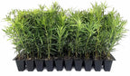 Podocarpus Macrophyllus Japanese Yew | 20 Live Plants | Podocarpus macrophyllus | Privacy Hedge Shrub | Evergreen Landscaping Plants for Gardens & Borders