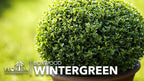 Wintergreen Boxwood | 3 Live Plants | Buxus Microphylla | Evergreen Shrub, Dense Foliage, Formal Garden, Low Maintenance, Privacy Hedge, Year-Round Interest, Landscaping Shrub