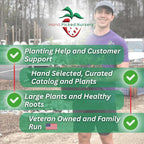 Earliglow Strawberry Plants from Hand Picked Nursery - Easy to Grow June Bearing Variety - Bare Root Strawberry Plants (15)