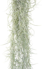 6 Pack Thick Colombian Spanish Moss Live Strands with Wire Hook - Tillandsia Usneiodes - Live Tillandsia Succulent House Plants - Home and Garden Decor - Easy Care Indoor and Outdoor Plants