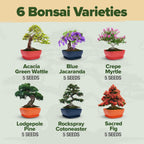 HOME GROWN 𝗨𝗦𝗔 Bonsai Tree Kit – 6 Heirloom Varieties with Unique Pots – DIY Bonsai Starter Kit for Adults & Beginners – Christmas Gift for Men Women Gardeners Plant Lovers – Indoor Growing Kit