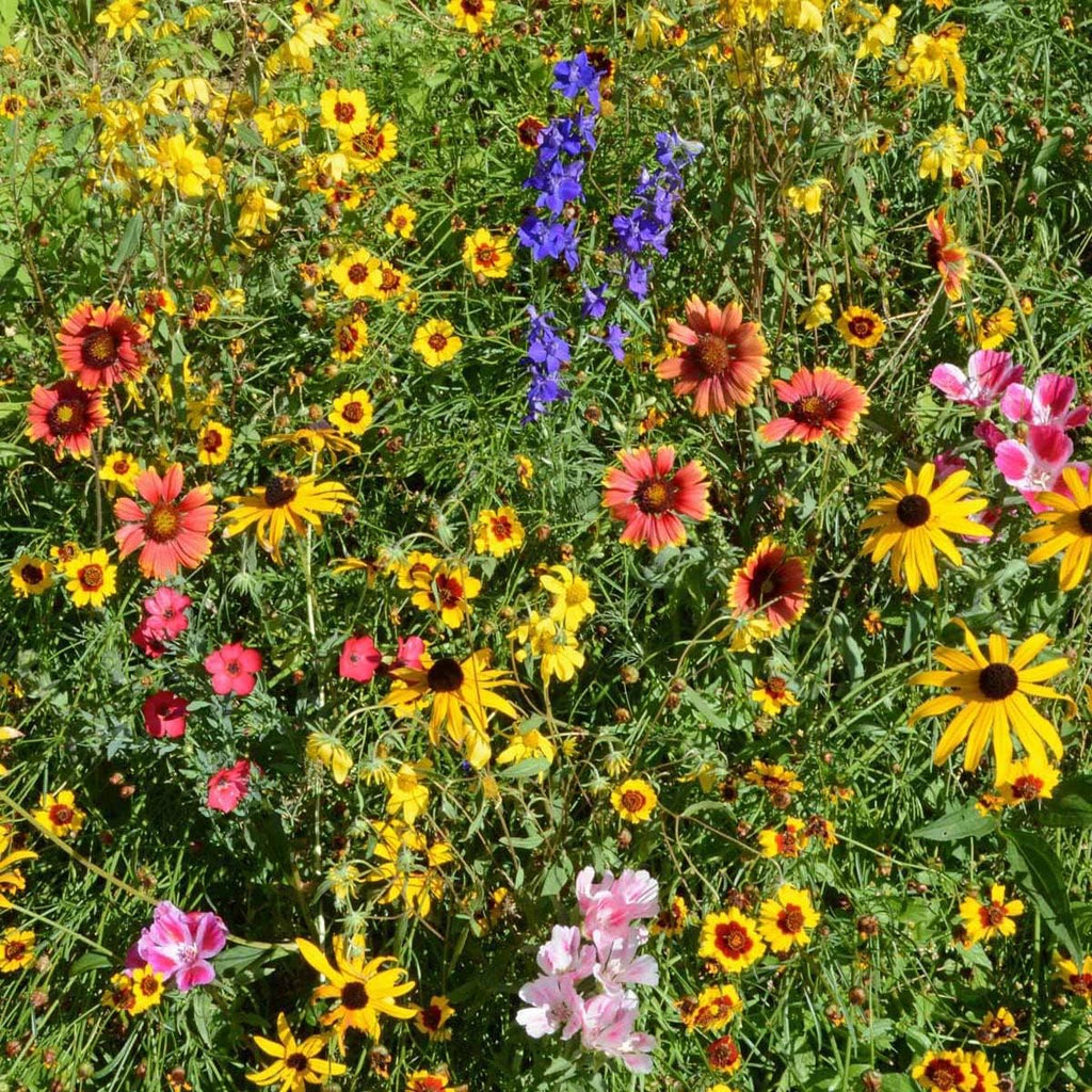 Outsidepride Mountain Wild Flower Seed Mix - 1/4 lb Premium Blend of Annual & Perennial Wildflower Seeds for High-Elevation, USDA Zones 3-8, Ideal for Mountain Gardens, Low-Maintenance & Easy to Grow