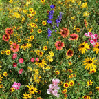 Outsidepride Mountain Wild Flower Seed Mix - 1/4 lb Premium Blend of Annual & Perennial Wildflower Seeds for High-Elevation, USDA Zones 3-8, Ideal for Mountain Gardens, Low-Maintenance & Easy to Grow