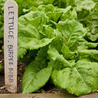 Burpee Bibb' Lettuce Seed Packet - 1.5gm Non-GMO Seeds for Planting Vegetables - Heirloom Bibb Lettuce, Classic Variety, Vegetable Seeds for Home Garden Outdoor Planting (Lettuce, Burpee Bibb)