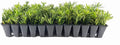 Dwarf Podocarpus Macrophyllus Pringles - 40 Live Plants - Dense Evergreen Low Hedge or Bonsai