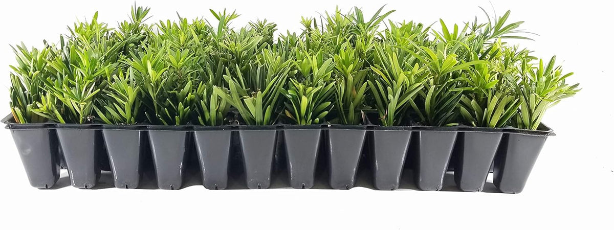 Dwarf Podocarpus Macrophyllus Pringles - 40 Live Plants - Dense Evergreen Low Hedge or Bonsai