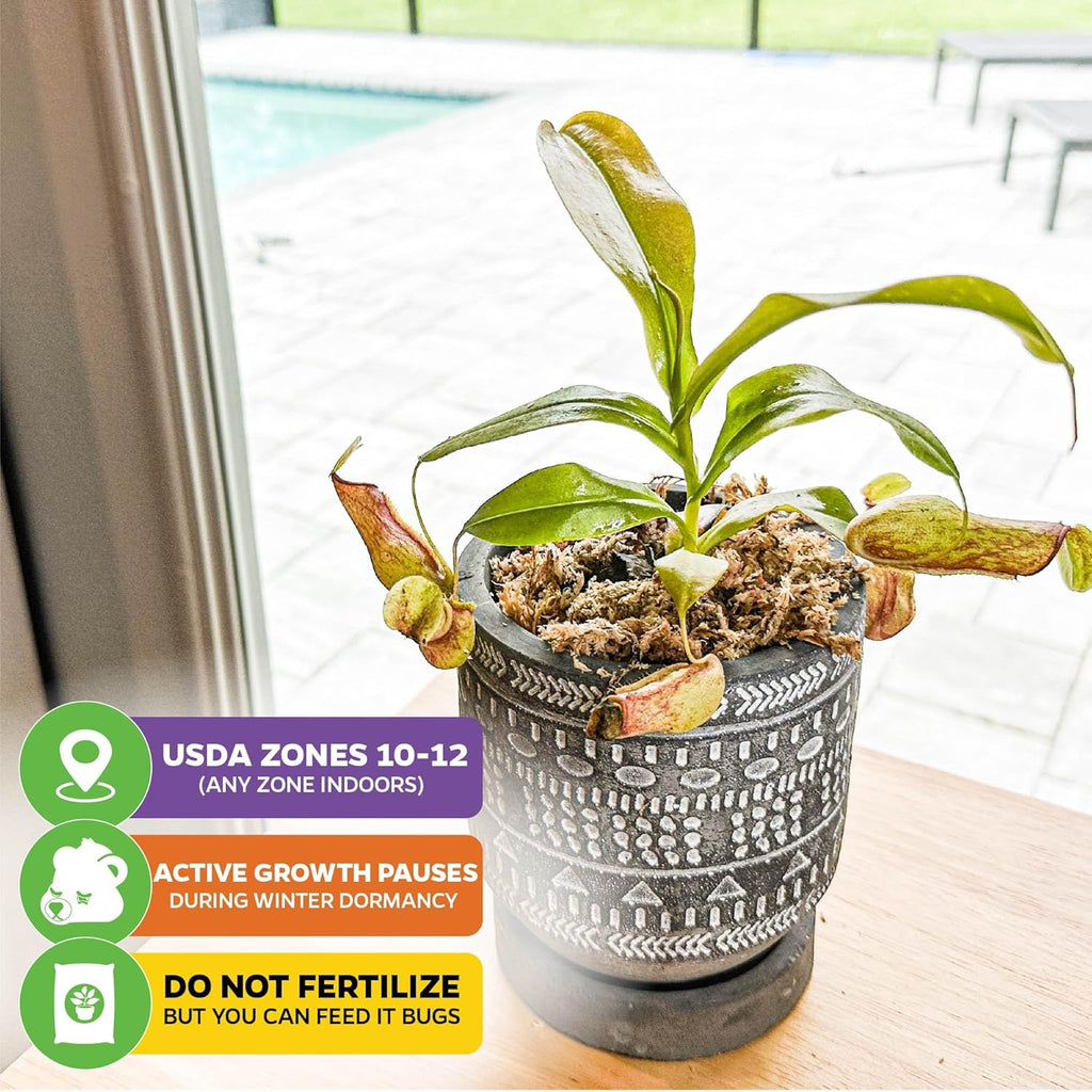 St. Gaya Pitcher Plant - Carnivorous Nepenthes by Wellspring Gardens - Unique Pitchers, Easy-Care, Indoor Plant, Striking Housplant - Fascinating Carnivorous - Starter Plant Aquatic Plant