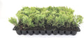 Sea Green Juniper - 20 Live Plants - Juniperus Chinensis - Hardy Evergreen Privacy Screen
