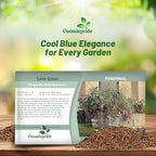 Outsidepride 500 Seeds Perennial Eragrostis Elliotii Blue Eros Ornamental Love Grass Seed for Planting