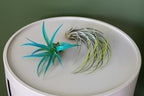 Lavender Colorful Tillandsia Air Plants - Long Lasting Color Enhanced Live Tillandsia Succulent House Plants - Home and Garden Decor - Easy Care Indoor and Outdoor Plants