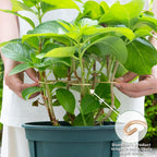 5PCS 7.5 Inch Monstera Plant Stem Support Hook - Premium Metal Structure for Indoor Plants, Durable and Elegant Stem Holder with Soft Touch Clips for Stable Growth