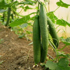 The Old Farmer's Almanac Heirloom Tendergreen Burpless Cucumber Seeds - Premium Non-GMO, Open Pollinated, Heirloom, USA Origin (1 Packet (2 Grams - Approx 60 Seeds))