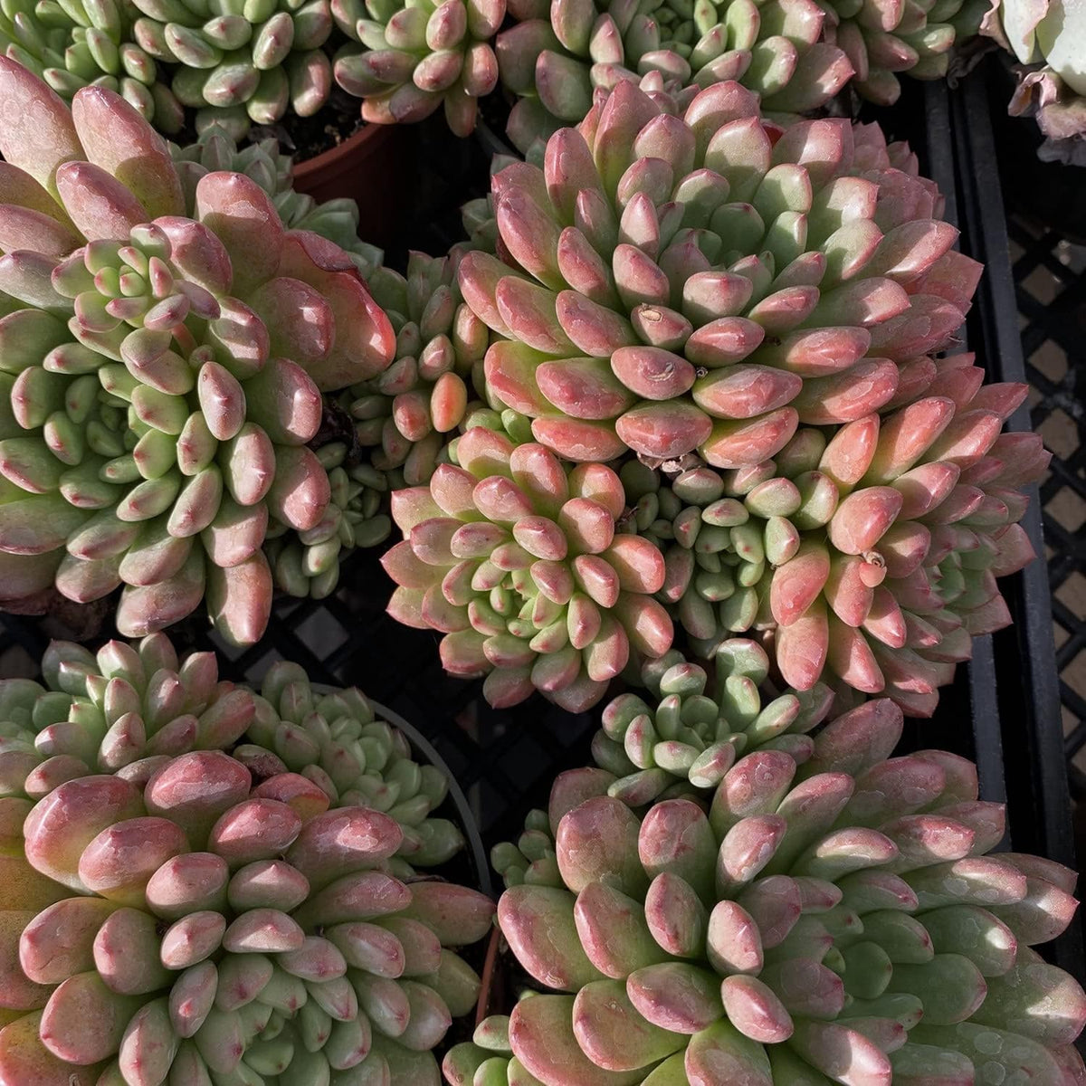 Live Succulents Sedeveria Pink Ruby (4-inch), Succulent Plants Fully Rooted in Pots with Soil, Easy-Care House Plant for DIY, Home Office Decor, Wedding Party Favor