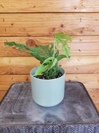 Monstera Esqueleto, 4" Plant